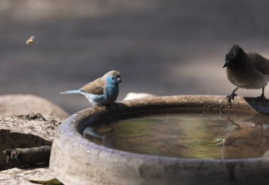 Güney Afrika 'da mavi balmumu kuşunun fotoğrafı.