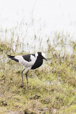Güney Afrika 'daki demirci kanat kuşunun fotoğrafı.
