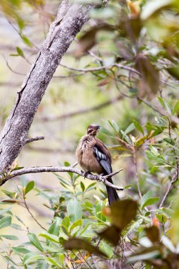 A photo of helmeted friarbird on tree in New Caledonia clipart
