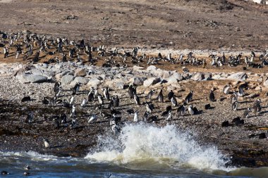 Namibya 'daki Afrika penguenlerinin fotoğrafı
