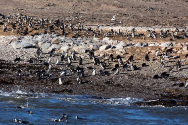 Namibya 'daki Afrika penguenlerinin fotoğrafı
