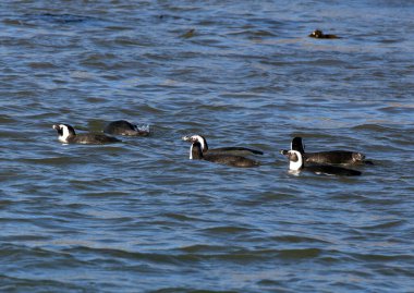 Namibya 'daki Afrika penguenlerinin fotoğrafı