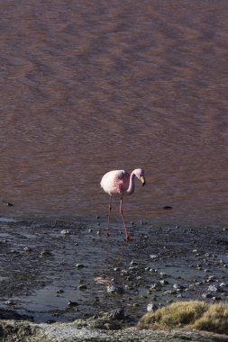 Bolivya 'daki gölde flamingo manzarası