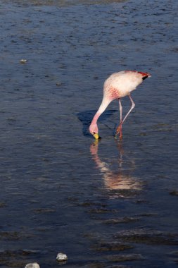 Bolivya 'daki gölde flamingo manzarası