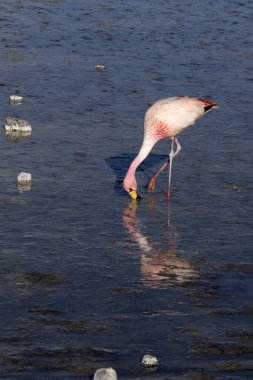 Bolivya 'daki gölde flamingo manzarası