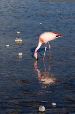 Bolivya 'daki gölde flamingo manzarası
