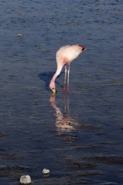 Bolivya 'daki gölde flamingo manzarası