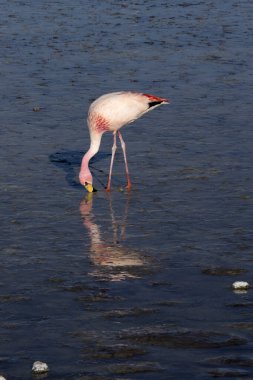 Bolivya 'daki gölde flamingo manzarası