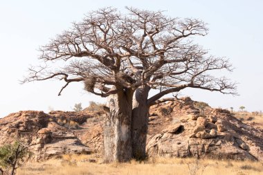 Güney Afrika 'daki Baobab ağacının fotoğrafı.