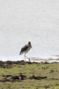 A photo of marabou stork in Southafrica clipart