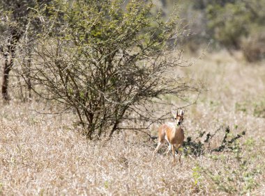 Güney Afrika 'daki Raphicerus kampının fotoğrafı.