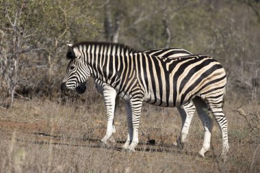 Zebra 'nın Güney Afrika' daki fotoğrafı.