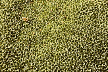 A view of Azorella yareta plant in Bolivia clipart