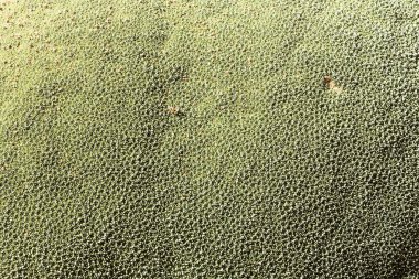 A view of Azorella yareta plant in Bolivia clipart