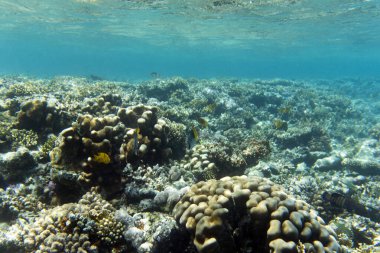 Mısır 'daki mercan resifinin fotoğrafı.
