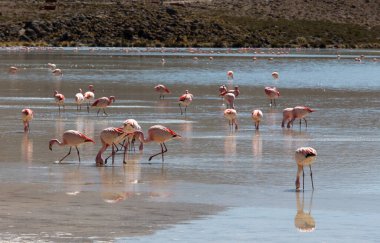 Göl, Bolivya 'da flamingo kuşlarının fotoğrafı.