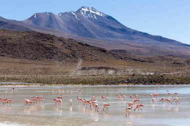 Göl, Bolivya 'da flamingo kuşlarının fotoğrafı.