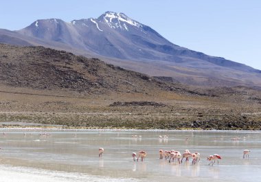 Göl, Bolivya 'da flamingo kuşlarının fotoğrafı.