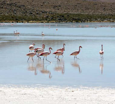 Göl, Bolivya 'da flamingo kuşlarının fotoğrafı.