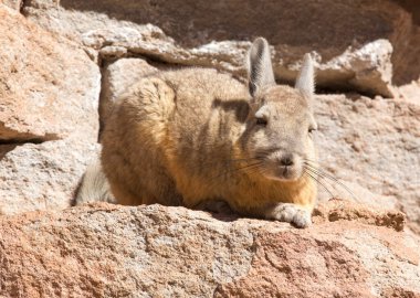 Bolivya 'daki Güney Viscacha' nın yakın bir fotoğrafı.