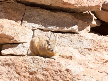 A close photo of southern viscacha in Bolivia clipart