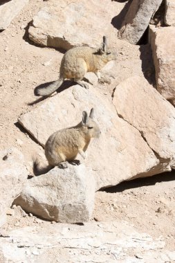 A close photo of southern viscacha in Bolivia clipart