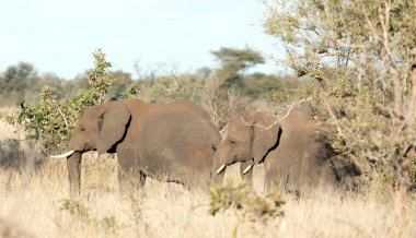 Güney Afrika 'da fil manzarası