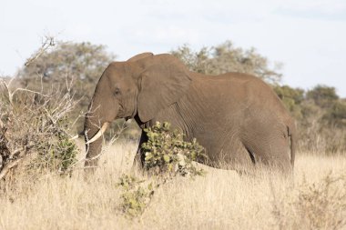 Güney Afrika 'da fil manzarası
