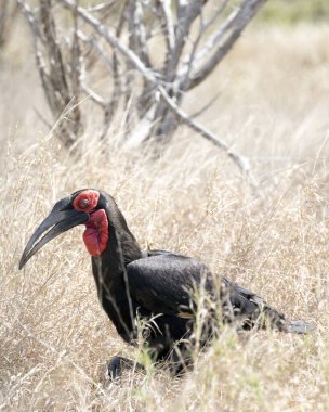 Güney Afrika 'daki Güney Karasu Geyiği' nin fotoğrafı.