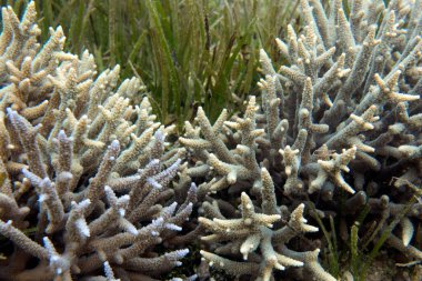 Yeni Kaledonya 'daki akropora mercanlarının fotoğrafı.