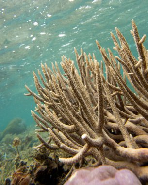 Yeni Kaledonya 'daki akropora mercanlarının fotoğrafı.