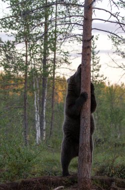 Finlandiya 'da kahverengi ayı fotoğrafı