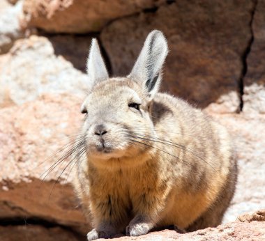 Close photo of southern viscacha in Bolivia clipart
