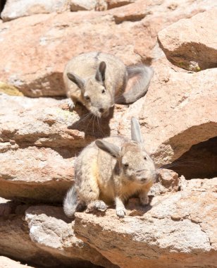 Close photo of southern viscacha in Bolivia clipart