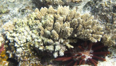 Mısır 'daki mercan resifinin güzel bir fotoğrafı.