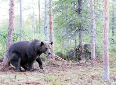 Finlandiya 'da kahverengi ayının fotoğrafı