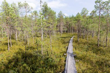 Photo of a trail in lake region of Finland clipart