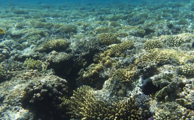Mısır 'da mercan resifi manzarası