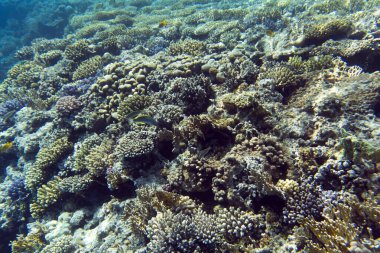 Mısır 'da mercan resifi manzarası