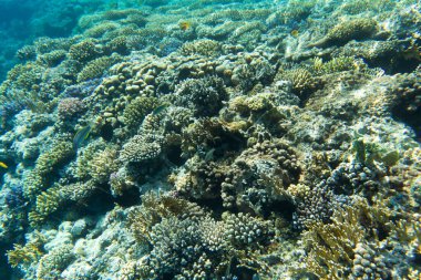 a view of coral reef in Egypt