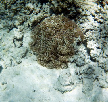 New Caledonia 'daki mercan resifinin fotoğrafı.