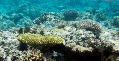 New Caledonia 'daki mercan resifinin fotoğrafı.