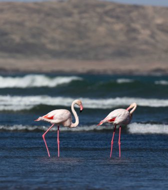 Namibya 'da pembe flamingo kuşlarının fotoğrafı