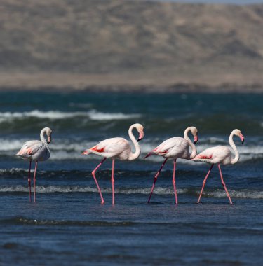 Namibya 'da pembe flamingo kuşlarının fotoğrafı