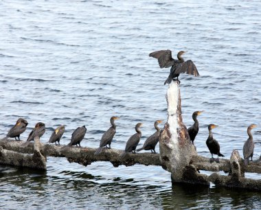 Meksika 'da karabatak ve pelikan manzarası