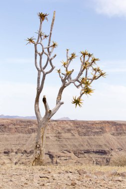 Namibya 'daki titrek ağacın fotoğrafı.