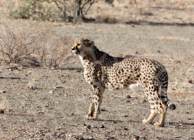 Namibya 'da bir çita fotoğrafı.