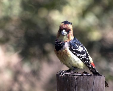 close photo of  crested barbet in Southafrica clipart