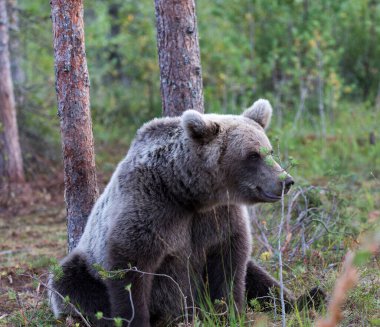 Finlandiya 'da kahverengi ayı manzarası