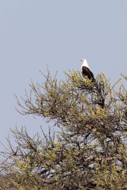 Güney Afrika 'daki Afrika balık kartalının fotoğrafı.